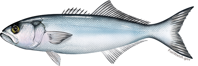 Bluefish