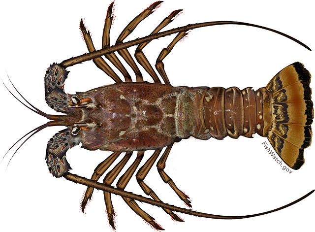 Carribean spiny lobster