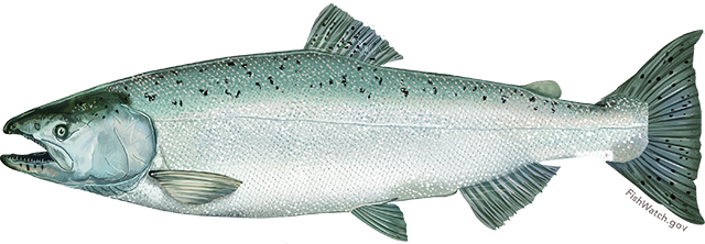 Illustration of a Chinook Salmon