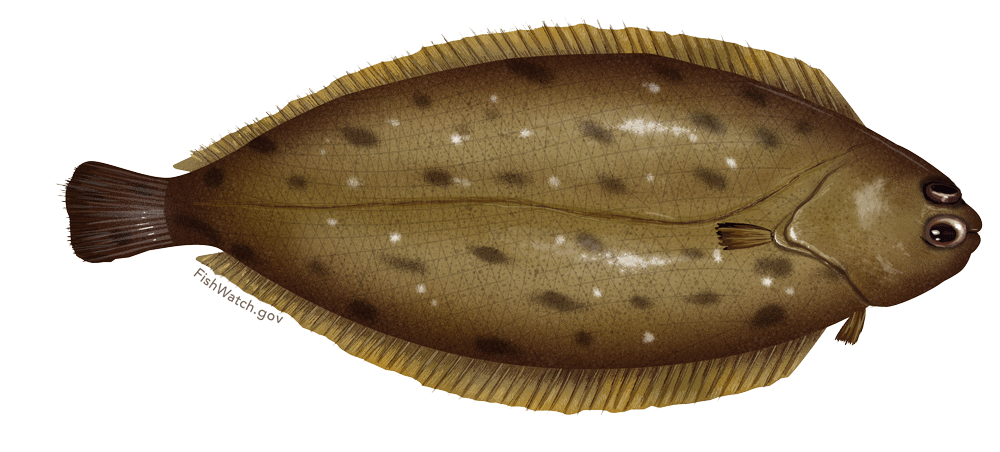 Dover sole illustration.