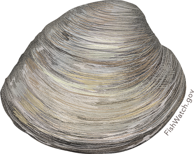 Illustration of a Hard Clam, also known as Northern Quahog