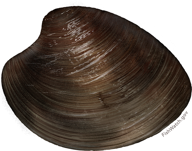 Hard clam/ocean quahog