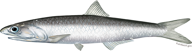 Illustration of a northern anchovy