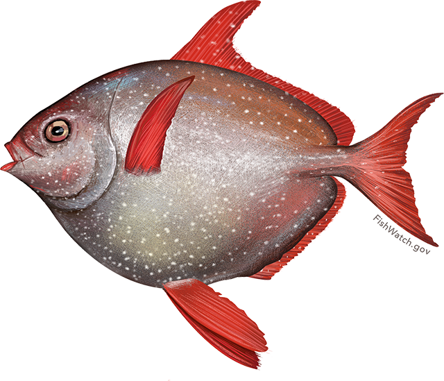 Illustration of an Opah