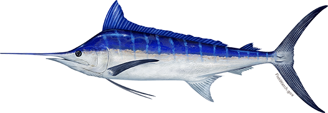 Illustration of a pacific blue marlin