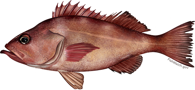 Pacific Ocean Perch