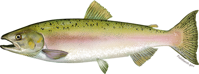 Illustration of a Pink Salmon