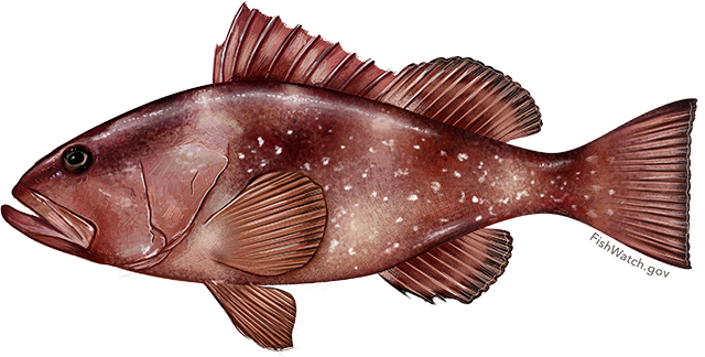 Red Grouper