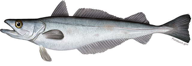 Silver Hake illustration