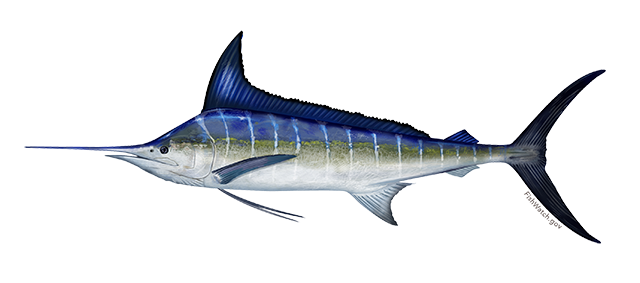 Striped Marlin