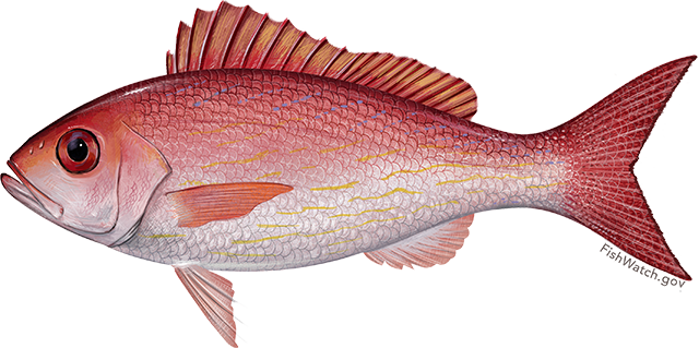 Vermillion snapper