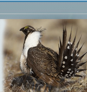 Greater sage grouse