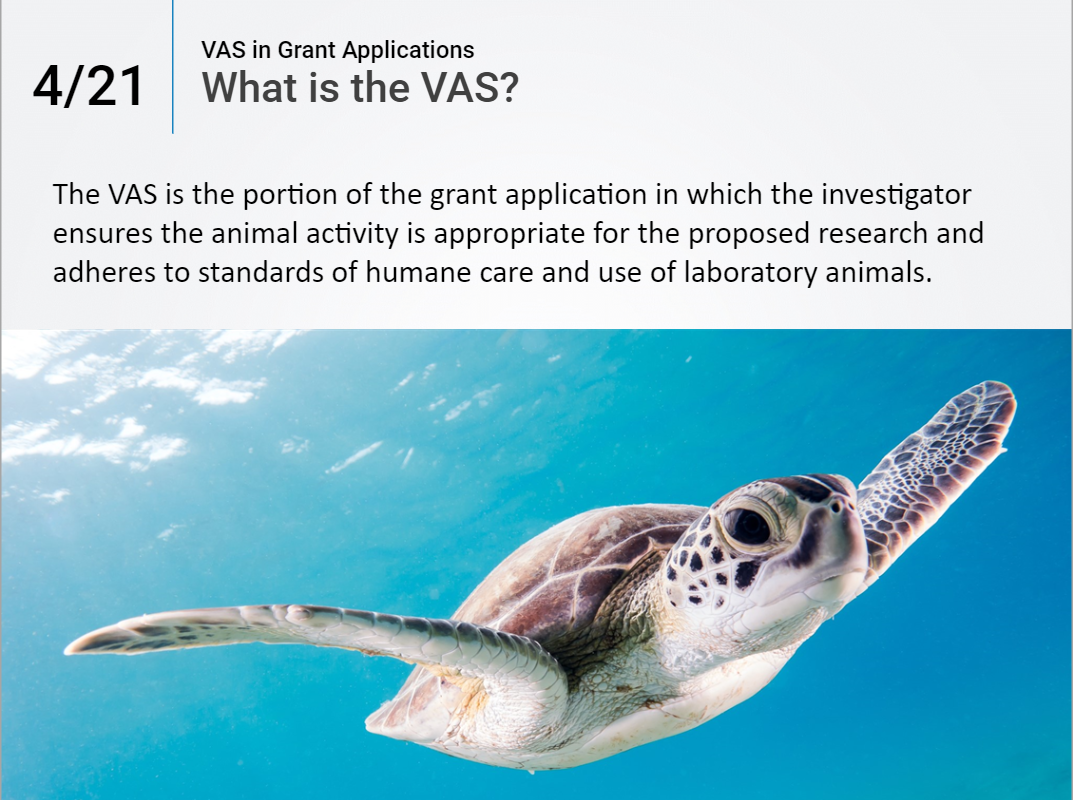 Definition of the VAS and a picture of a sea turtle