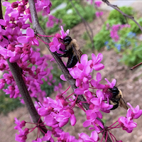 Bees on Pink flowers of eastern redbud tree