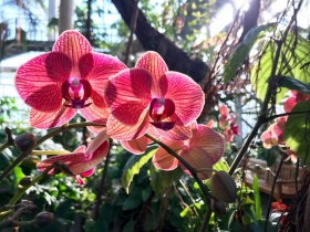 pink orchid with sunlight behind