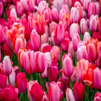 Hundreds of pink and red tulips