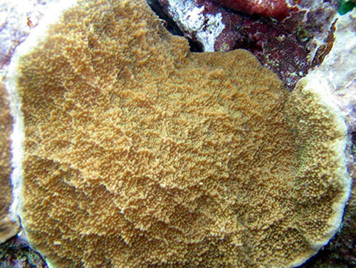 An encrusting colony of crateriformis in American Samoa. This shows the typical color, and the small ridges. Copyright Douglas Fenner.