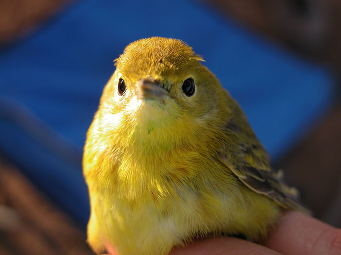 Yellow warbler captured at Cibola National Wildlfie Refuge, near Blythe, CA - Photo by Reclamation
