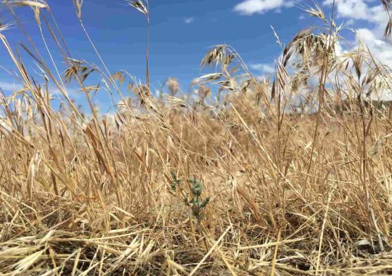 Field of cheatgrass