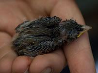 Southwestern Willow Flycatcher chick