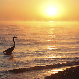 Heron at the shore