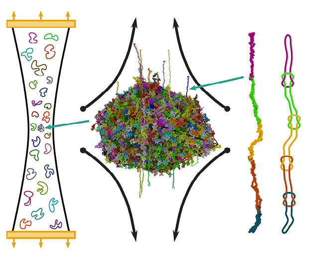 The image shows a snapshot from a molecular simulation of ring polymers undergoing uniaxial elongation flow.