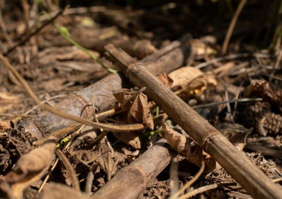 Image of a stover of remaining corn stalk stubs, leaves, and cobs that are expelled and and left behind a corn harvester becomes a cover crop.