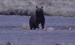 Grizzly Bear (Ursus arctos) at Yellowstone National Park, in shallow water eating remains of deer, steel grey water, brown and green grassy    shore