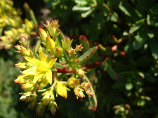 Sedum floriferum