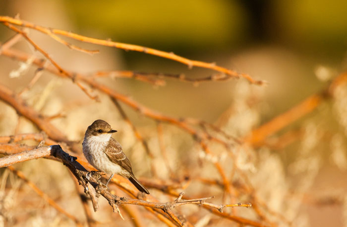 Juvenile vermilion flycatcher perches on a snag - Photo by Great Basin Bird Observatory - Amy Leist