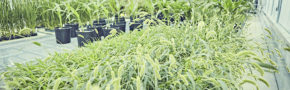 Green millet (Setaria viridis) plant collected in the wild. (Courtesy of the Kellogg lab)