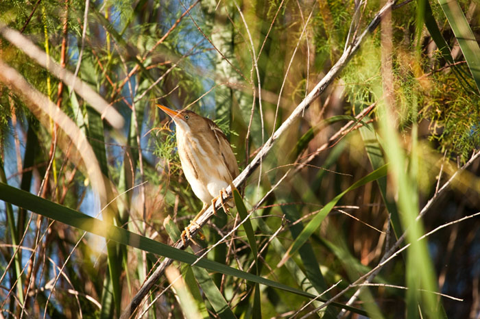 Western least bittern within habitat in 2010 at Cibola National Wildilfe Refuge, near Blythe, CA - Photo by Great Basin Bird Observatory - Amy Leist