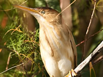 Western least bittern - Great Basin Bird Observatory - Amy Leist