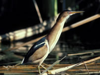 Western least bittern - USGS - Dr. Courtney Conway