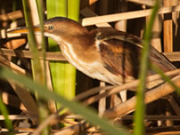 Western least bittern - Great Basin Bird Observatory - Amy Leist