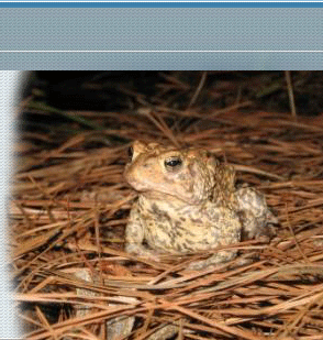 Houston toad