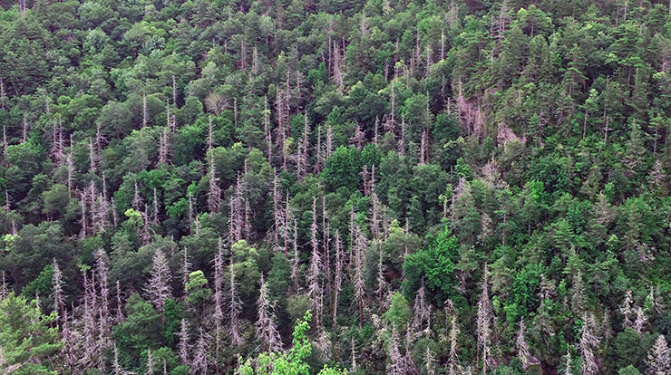 Hemlock woolly adelgid-induced hemlock mortality in Great Smokey Mountains National Park. Photo by Songlin Fei, Purdue University