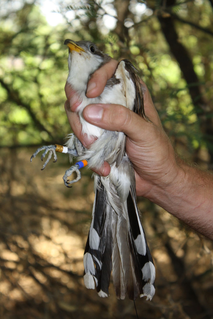 A  yellow-billed cuckoo showing color bands on both legs for future identification - Photo by Southern Sierra Research Station