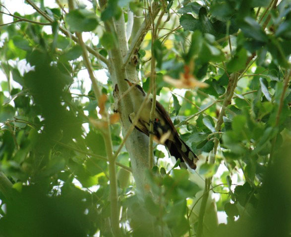 Yellow-billed cuckoo at the CRIT9 Restoration Site in July 2009 - Photo by Southern Sierra Research Station