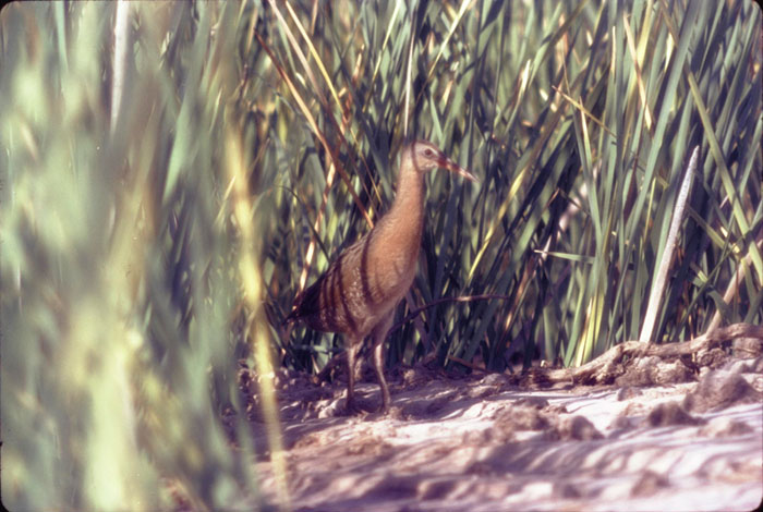 Yuma clapper rail in cattails on the lower Colorado River - Photo by Reclamation