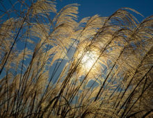 Miscanthus grasses. (Roy Kaltschmidt/Berkeley Lab)