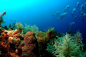 Lagoon and back reef (reef flat zone) with exposed coral heads.