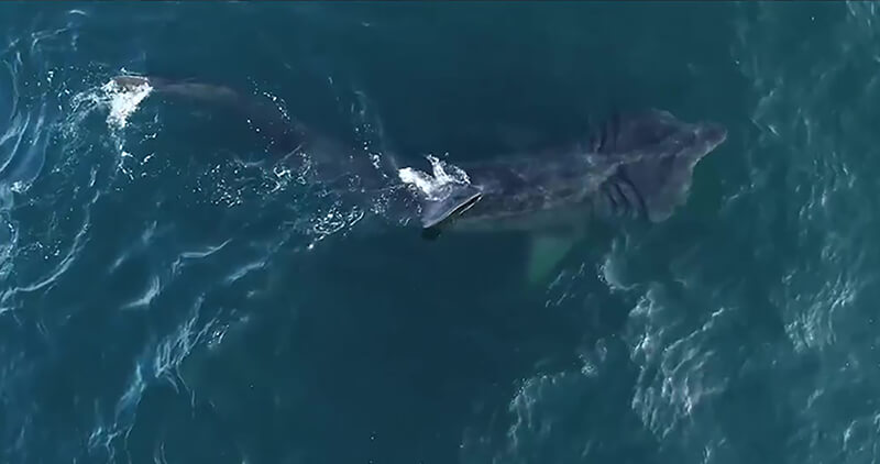 A basking shark