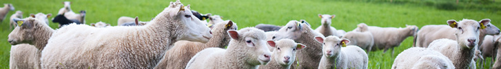 Herd of sheep in grassy meadow