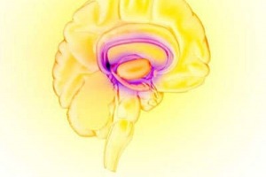 Image of the brain's reward circuit.