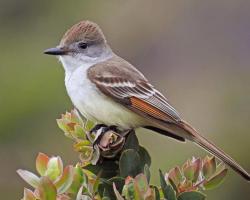 photo of a bird