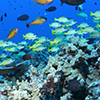 Bluestripe snapper, Ta’ape, Threespot damselfish, and Oval Chromis damselfish