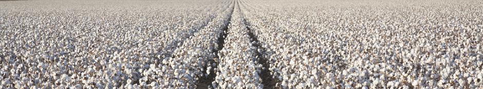 Picture of cotton growing in a field