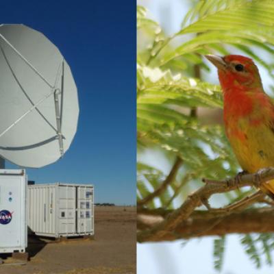 The NPOL radar and a Summer Tanger