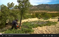Opening scene from Cutting Edge Jobs, tribal members cutting small trees.
